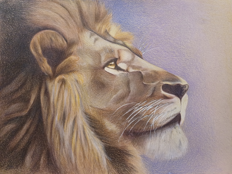 Lion in Colored Pencils